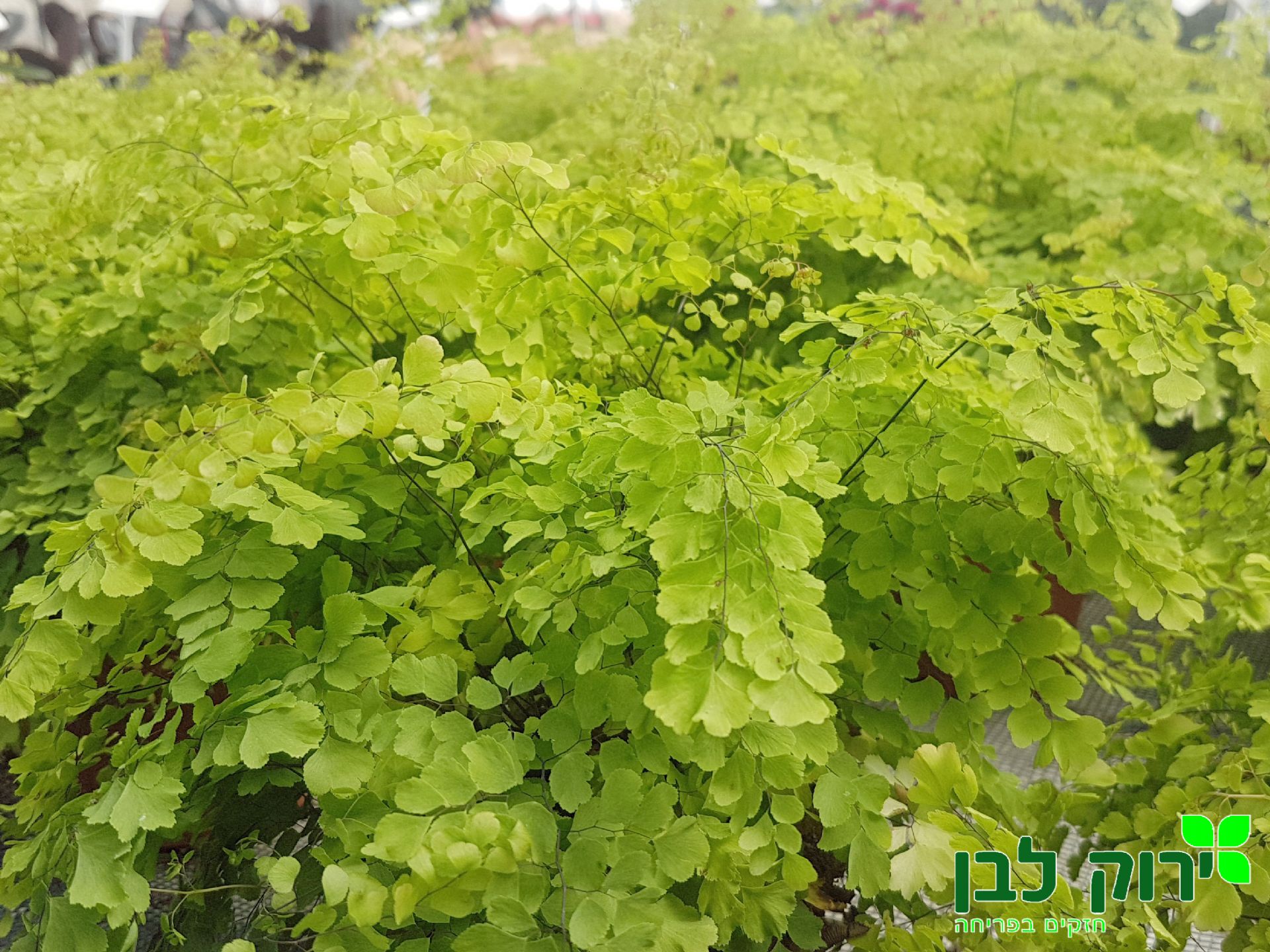 שרך שערות שולמית